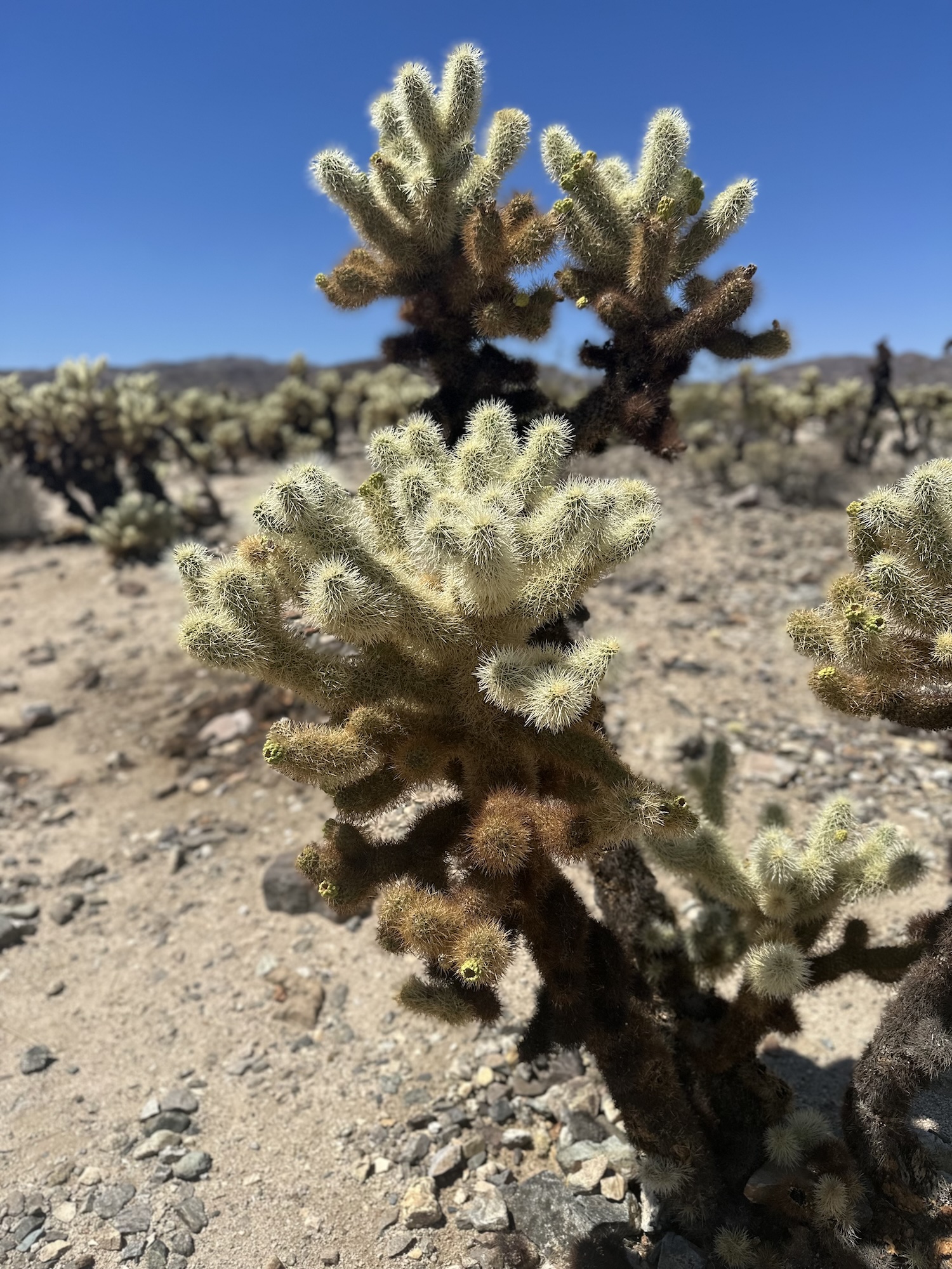Cholla